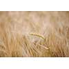 Ripe barley (lat. Hordeum)