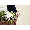 gardening woman holding wooden basket with healthy herbs ment peppermint tea fresh close up
