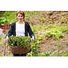 Gardening fresh herbs in summer  woman with wooden basket full of fresh herbs ment peppermint tea
