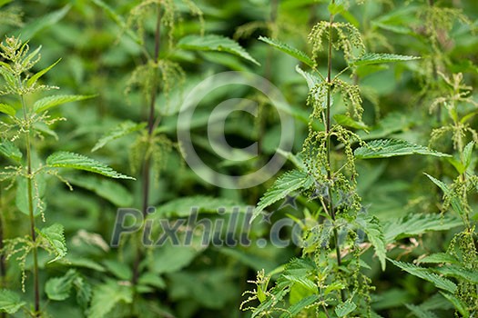 stinging nettles or urtica medical herb close up colorful and healty plant tea natural background stinging nettles or urtica medical herb close up colorful and healty plant tea natural background