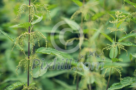 stinging nettles or urtica medical herb close up colorful and healty  plant tea natural background