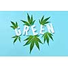 Plant pattern with leaf of cannabis and white paper letters Green on a light blue background.