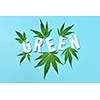 Plant pattern with leaf of cannabis and white paper letters Green on a light blue background.