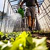 Watering young tomato vines in a greenhouse