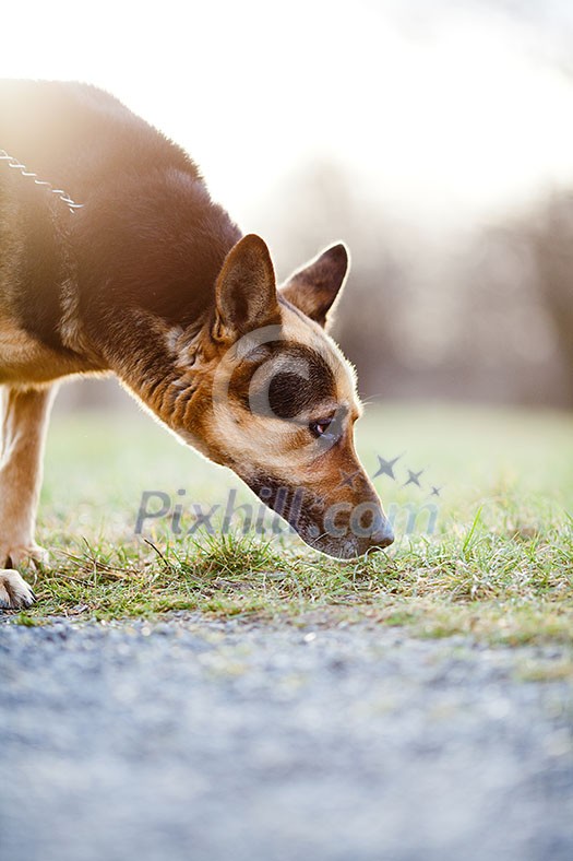 Master and her obedient (German shepherd) dog