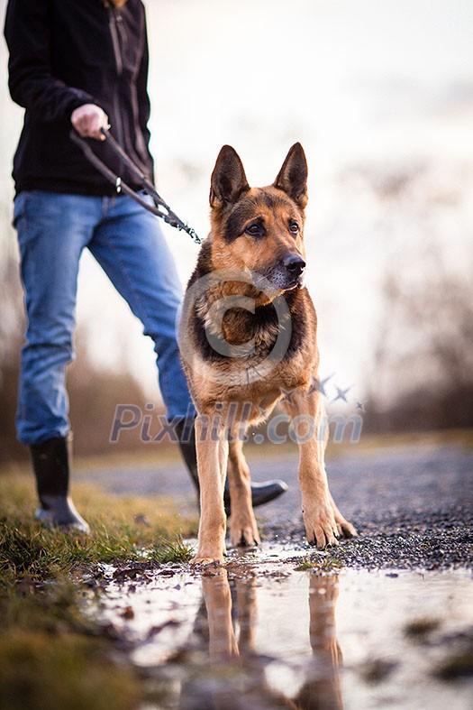 Master and her obedient (German shepherd) dog Master and her obedient (German shepherd) dog