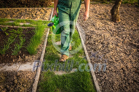 Senior man gardening in his garden, on a lovely spring day (color toned image)