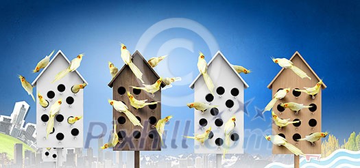 Conceptual image with nesting box and many birds living in it Conceptual image with nesting box and many birds living in it
