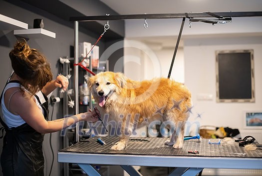 professional pet hairdresser hipster woman with tattoos cutting fur of cute yellow dog in beauty salon for animals professional pet hairdresser hipster woman with tattoos cutting fur of cute yellow dog in beauty salon for animals