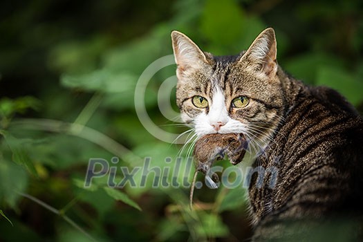 Cat hunter with a caught mouse in her mouth Cat hunter with a caught mouse in her mouth