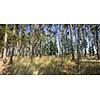 Splendid pine forest panoramic image - pine trees and high grass lit by warm evening light (huge resolution file)