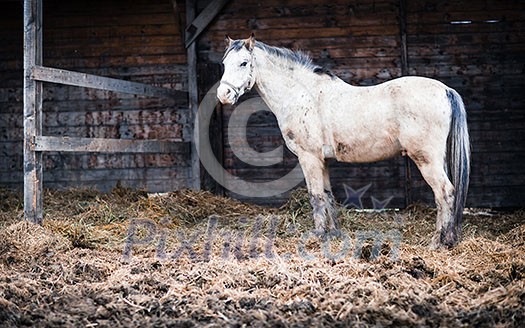 Horse at a stable (color toned image; shallow DOF) Horse at a stable (color toned image; shallow DOF)