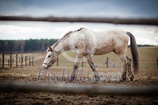 Horse at a stable (color toned image; shallow DOF) Horse at a stable (color toned image; shallow DOF)