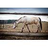 Horse at a stable (color toned image; shallow DOF)