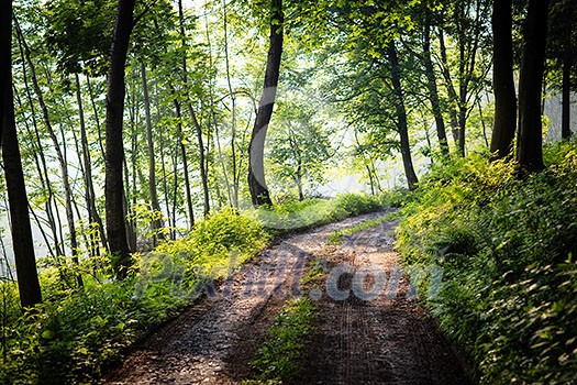 lovely forest path in early morning sunshine (shallow DOF; color toned image)