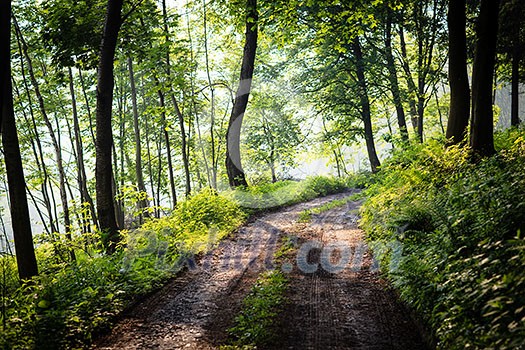 lovely forest path in early morning sunshine (shallow DOF; color toned image) lovely forest path in early morning sunshine (shallow DOF; color toned image)