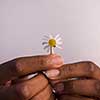 portrait of a young beautiful African American girl with a flower of daisy in her hand