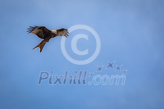 Red kite (Milvus milvus) in flight against blue sky