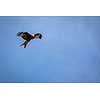 Red kite (Milvus milvus) in flight against blue sky