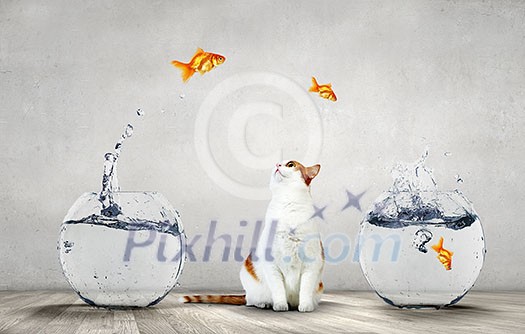 Cat hunting for gold fish jumping from aquarium