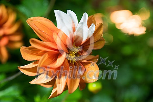 beautiful orange dahlia flower  isolated on black background with rain drops in garden