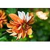 beautiful orange dahlia flower  isolated on black background with rain drops in garden