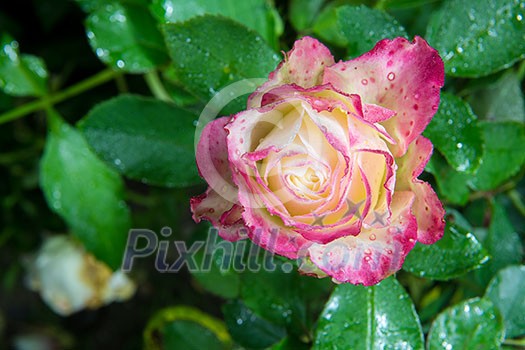 close up of beautiful pink rose flower with rain drops in garden at night in dark