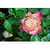 close up of beautiful pink rose flower with rain drops in garden at night in dark