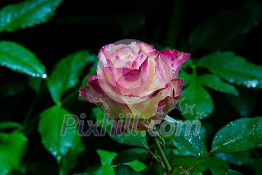 close up of beautiful pink rose flower with rain drops in garden at night in dark close up of beautiful pink rose flower with rain drops in garden at night in dark