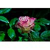 close up of beautiful pink rose flower with rain drops in garden at night in dark