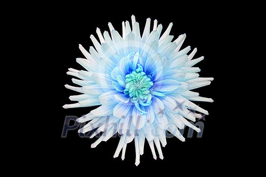 beautiful cyan dahlia flower  isolated on black background with rain drops in garden