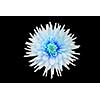 beautiful cyan dahlia flower  isolated on black background with rain drops in garden
