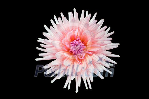beautiful pink dahlia flower isolated on black background with rain drops in garden beautiful pink dahlia flower isolated on black background with rain drops in garden