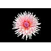 beautiful pink dahlia flower  isolated on black background with rain drops in garden