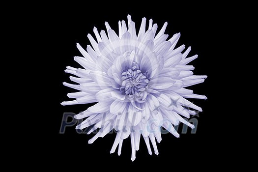 beautiful purple dahlia flower isolated on black background with rain drops in garden beautiful purple dahlia flower isolated on black background with rain drops in garden