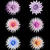 floral set of beautiful dahlia flower  isolated on black background with rain drops in garden