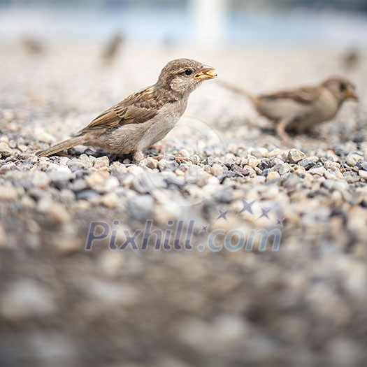 House sparrow (Passer domesticus) House sparrow (Passer domesticus)