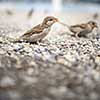 House sparrow (Passer domesticus)