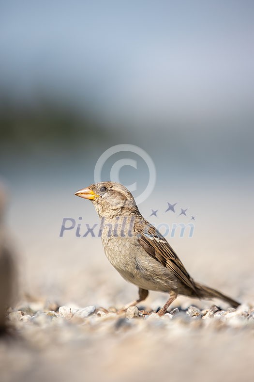 House sparrow (Passer domesticus) House sparrow (Passer domesticus)