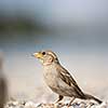 House sparrow (Passer domesticus)