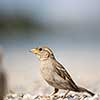 House sparrow (Passer domesticus)