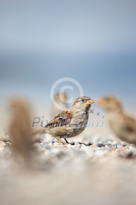 House sparrow (Passer domesticus) House sparrow (Passer domesticus)