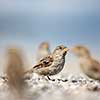 House sparrow (Passer domesticus)