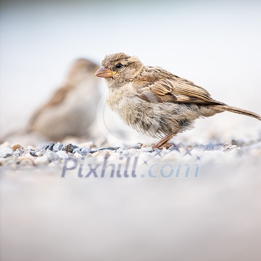 House sparrow (Passer domesticus) House sparrow (Passer domesticus)