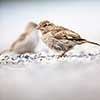 House sparrow (Passer domesticus)