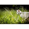 Extremely cute white kitten on a lovely meadow, playing outside - sweet domestic pet playing outside