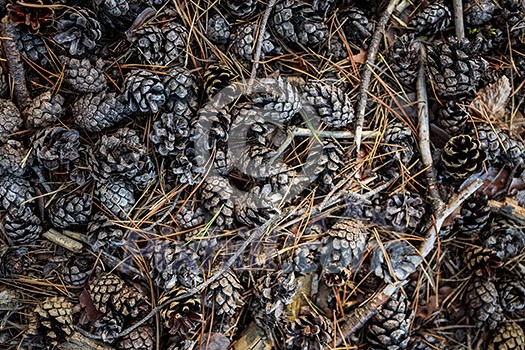 Forest ground covered with cones - Bunch of pine cones on the ground Forest ground covered with cones - Bunch of pine cones on the ground