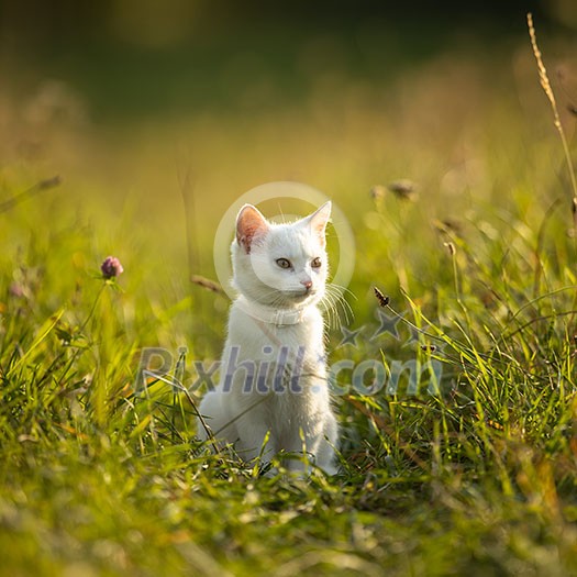 Extremely cute white kitten on a lovely meadow, playing outside - sweet domestic pet playing outside