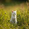 Extremely cute white kitten on a lovely meadow, playing outside - sweet domestic pet playing outside