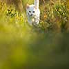 Extremely cute white kitten on a lovely meadow, playing outside - sweet domestic pet playing outside